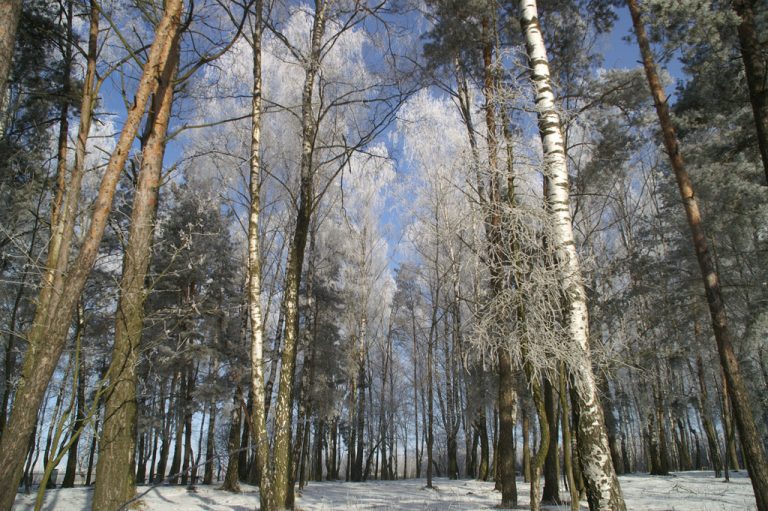 Березовая роща в Тарусе