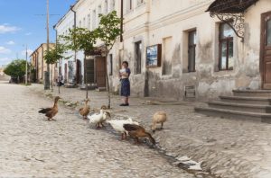 Петухи да гуси в городе Тарусе